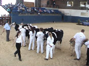 dairy show ring