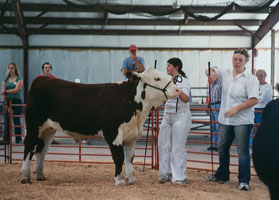 kids show beef cattle