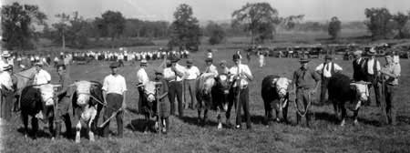 shows a row of beef cattle and people