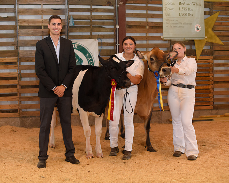 champion dairy cows