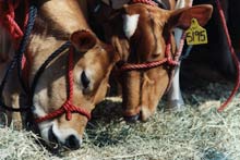 two cows eat hay