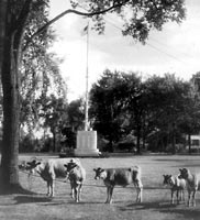 Jersey cows on the green