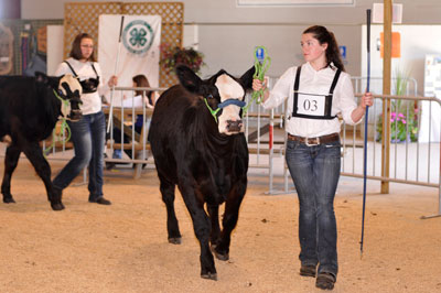 Jenna showing a beef cow