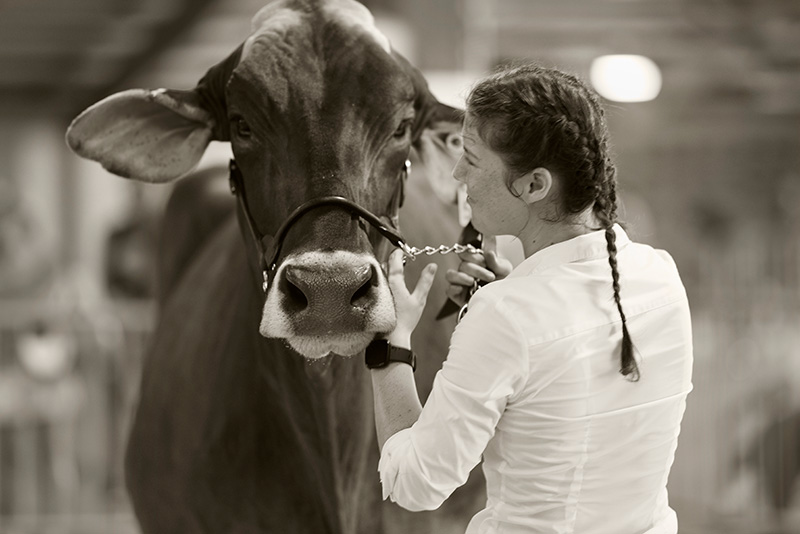 Maddie showing a Brown Swiss cow