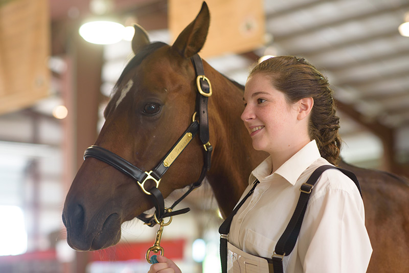 Rena standing horse