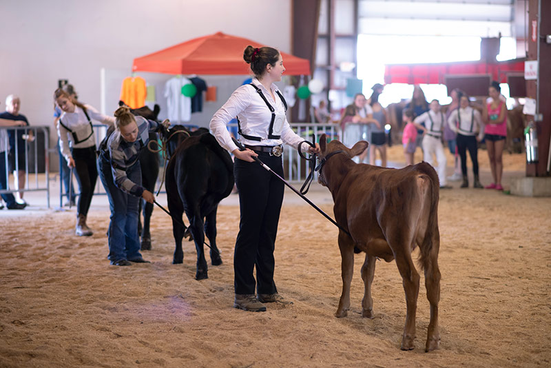 Rena showing beef cattle